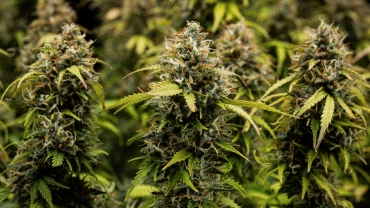 Diario di coltivazione Granddaddy Purple Auto: copertina del raccolto Cime di cannabis Granddaddy Purple Auto in primo piano, con cole dense ricoperte di tricomi, pistilli arancioni, fiori verdi maturi e resina ghiacciata prima del raccolto.