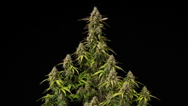 Cole mature di Atlas F1 su sfondo nero, con cime resinose, pistilli arancioni, foglie che scoloriscono e fioritura pronta per il raccolto per la cover del grow report.