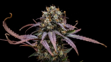 Report di coltivazione di North Thunderfuck Auto: pianta compatta pronta per il raccolto Pianta di cannabis North Thunderfuck Auto con cime compatte pronte per il raccolto, fiori resinosi, pistilli arancioni e fogliame verde in una grow box riflettente.