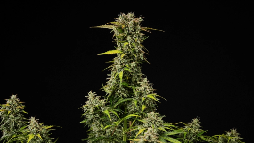 Pianta di cannabis Royal Creamatic matura con cime dense e resinose, tricomi ghiacciati e una cola principale alta su sfondo nero.