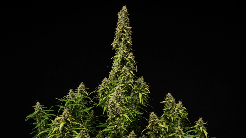 Cover del grow report Wedding Cake Auto: pianta matura in fioritura Pianta di cannabis Wedding Cake Auto matura su sfondo nero, con cime dense e resinose, foglie che scoloriscono e una cola centrale alta durante la fase finale di fioritura.