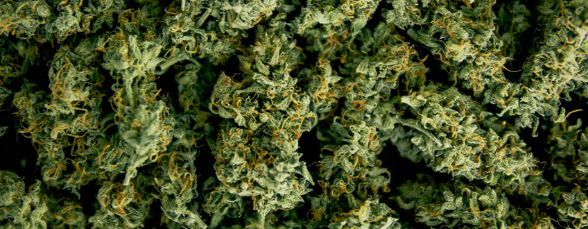 Quando raccogliere la marijuana Quando raccogliere la marijuana