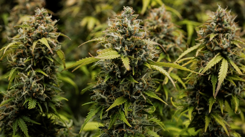 Diario di coltivazione Granddaddy Purple Auto: copertina del raccolto Cime di cannabis Granddaddy Purple Auto in primo piano, con cole dense ricoperte di tricomi, pistilli arancioni, fiori verdi maturi e resina ghiacciata prima del raccolto.