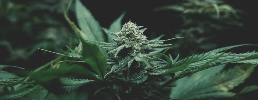 Coltivazione della Cannabis: Nozioni Base Coltivazione della Cannabis: Nozioni Base