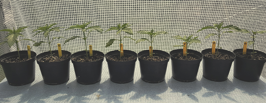Le Migliori Varietà di Cannabis per Coltivatori Principianti Le Migliori Varietà di Cannabis per Coltivatori Principianti