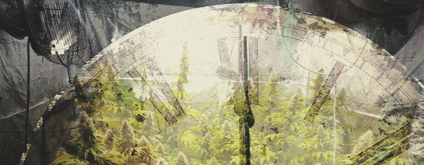 Quanto Tempo Occorre Per Coltivare Cannabis Indoor? Quanto Tempo Occorre Per Coltivare Cannabis Indoor?