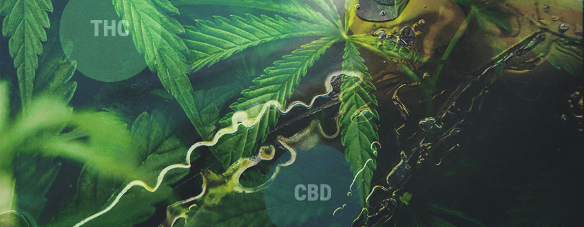 Comment sont faits le THC et le CBD : la voie des cannabinoïdes