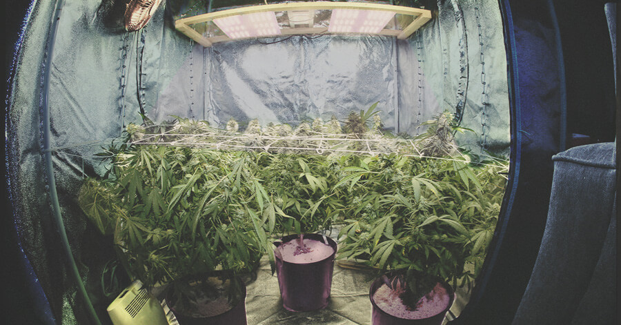 La Guida Definitiva alle Attrezzature per Coltivare Cannabis Indoor