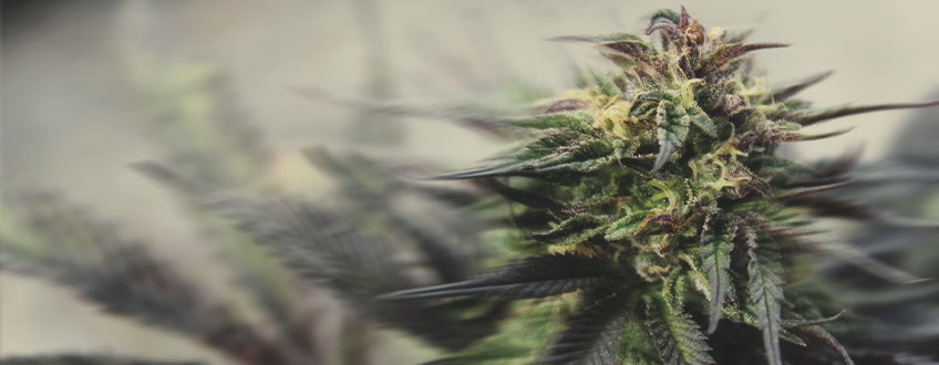 Fast Flowering Cannabis Strains Fast Flowering Cannabis Strains