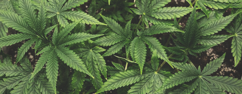 Come Coltivare la Marijuana Durante la Fase Vegetativa