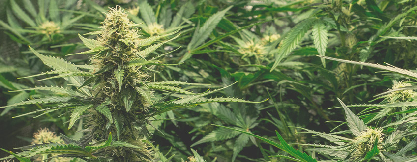 Come Ottenere Rendimenti Maggiori dalla Cannabis Autofiorente Come Ottenere Rendimenti Maggiori dalla Cannabis Autofiorente