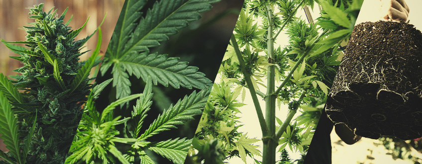 Anatomia della Pianta di Cannabis: Dal Basso Verso l'Alto