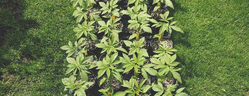 Come Preparare una Coltura Biologica di Cannabis per l'Outdoor