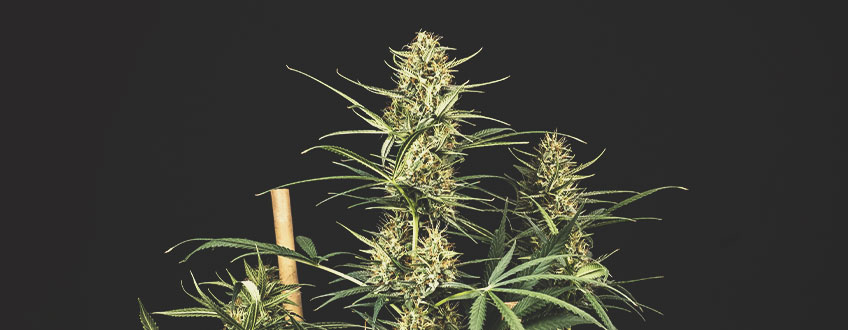 I Migliori Semi di Cannabis Royal Queen Seeds in Promozione