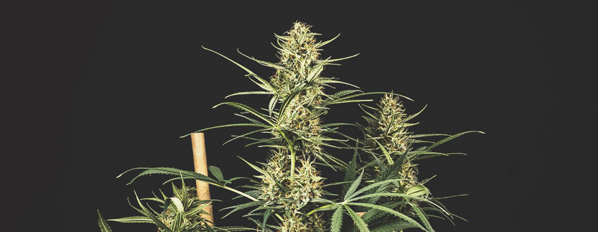I Migliori Semi di Cannabis Royal Queen Seeds in Promozione I Migliori Semi di Cannabis Royal Queen Seeds in Promozione
