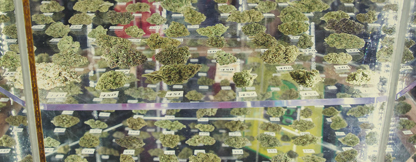 Cannabis Cups - I nostri vincitori