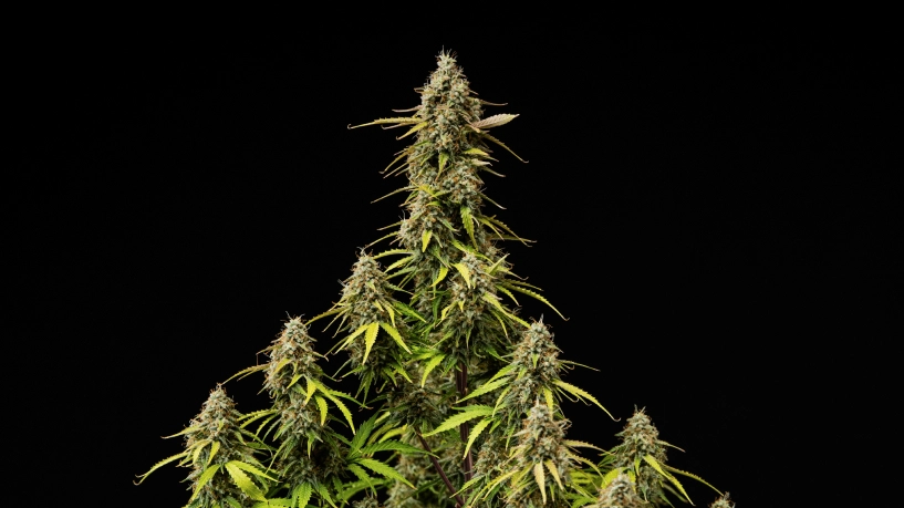 Cole mature di Atlas F1 su sfondo nero, con cime resinose, pistilli arancioni, foglie che scoloriscono e fioritura pronta per il raccolto per la cover del grow report.