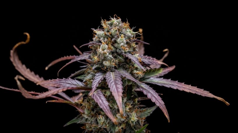 Report di coltivazione di North Thunderfuck Auto: pianta compatta pronta per il raccolto Pianta di cannabis North Thunderfuck Auto con cime compatte pronte per il raccolto, fiori resinosi, pistilli arancioni e fogliame verde in una grow box riflettente.