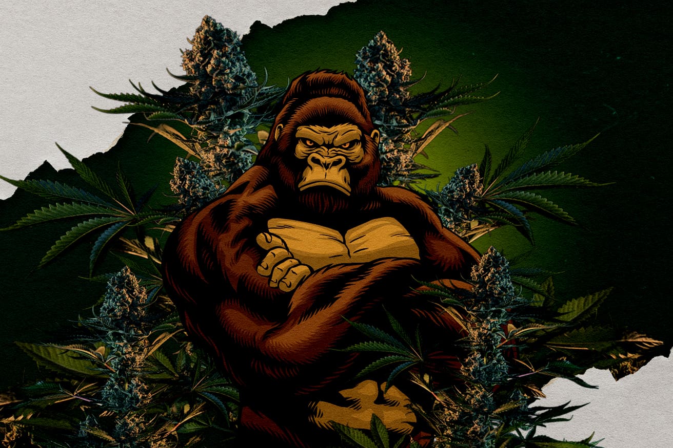 Illustrazione di un gorilla circondato da cime di cannabis, rappresentando varietà Gorilla RQS, chiedendo quale sia la più forte.