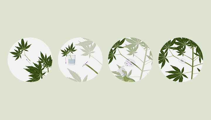 Impara come innestare piante di cannabis con la nostra guida passo dopo passo. Scopri l'attrezzatura necessaria, come scegliere il miglior portainnesto e nesto, e segui il nostro tutorial sull'innesto.