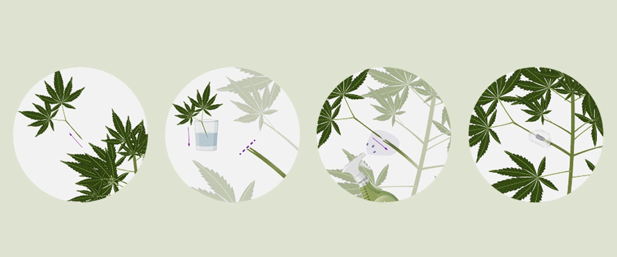 Impara come innestare piante di cannabis con la nostra guida passo dopo passo. Scopri l'attrezzatura necessaria, come scegliere il miglior portainnesto e nesto, e segui il nostro tutorial sull'innesto.