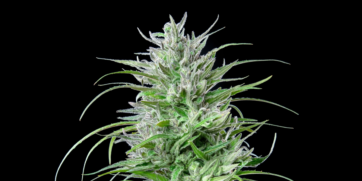 Cima di cannabis Critical Kush con fiori ghiacciati e resinosi, foglie verde brillante, pistilli bianchi e crescita in fioritura compatta su sfondo scuro.