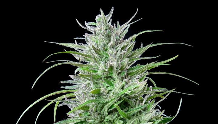 Cima di cannabis Critical Kush con fiori ghiacciati e resinosi, foglie verde brillante, pistilli bianchi e crescita in fioritura compatta su sfondo scuro.