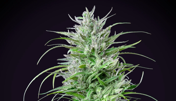 Pianta di cannabis Critical Kush con una cola densa e ghiacciata, foglie verde brillante, pistilli bianchi e crescita in fioritura compatta su sfondo scuro.