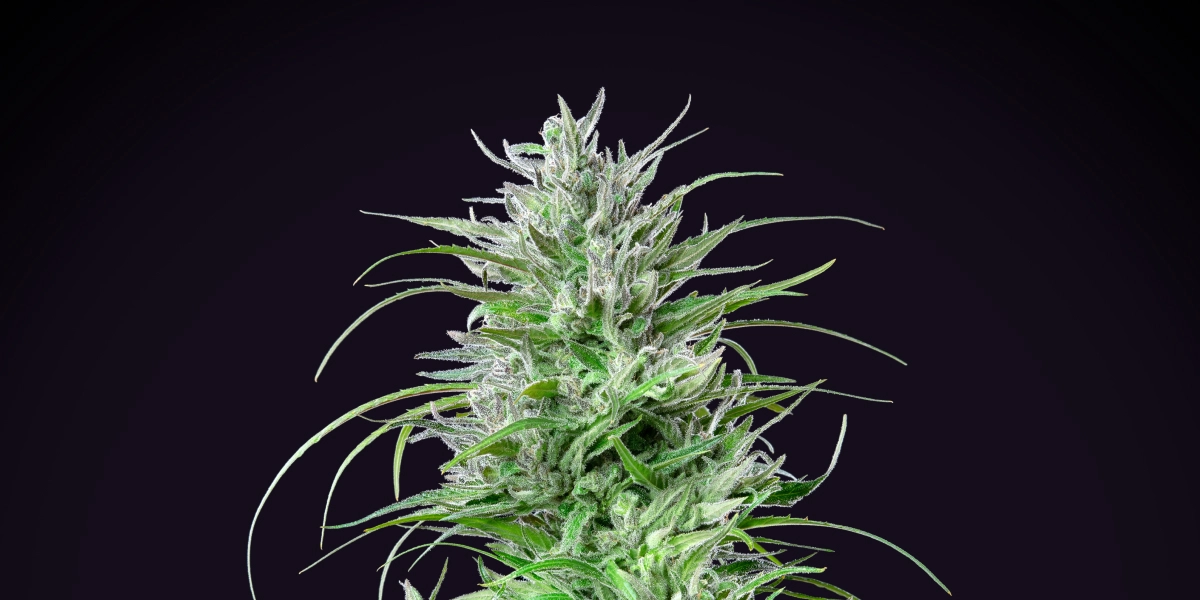 Pianta di cannabis Critical Kush con una cola densa e ghiacciata, foglie verde brillante, pistilli bianchi e crescita in fioritura compatta su sfondo scuro.