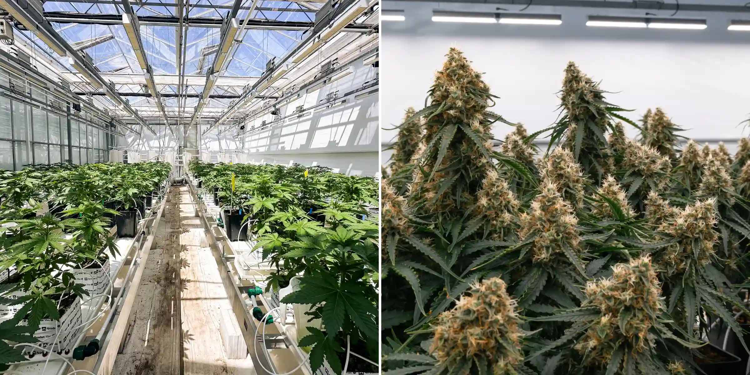 File di piante di cannabis fotoperiodiche ibride F1 che crescono all’interno della serra Cultivation for Compounds, con blocchi di lana di roccia, linee di irrigazione, banchi di prova e un ambiente di ricerca di breeding controllato.