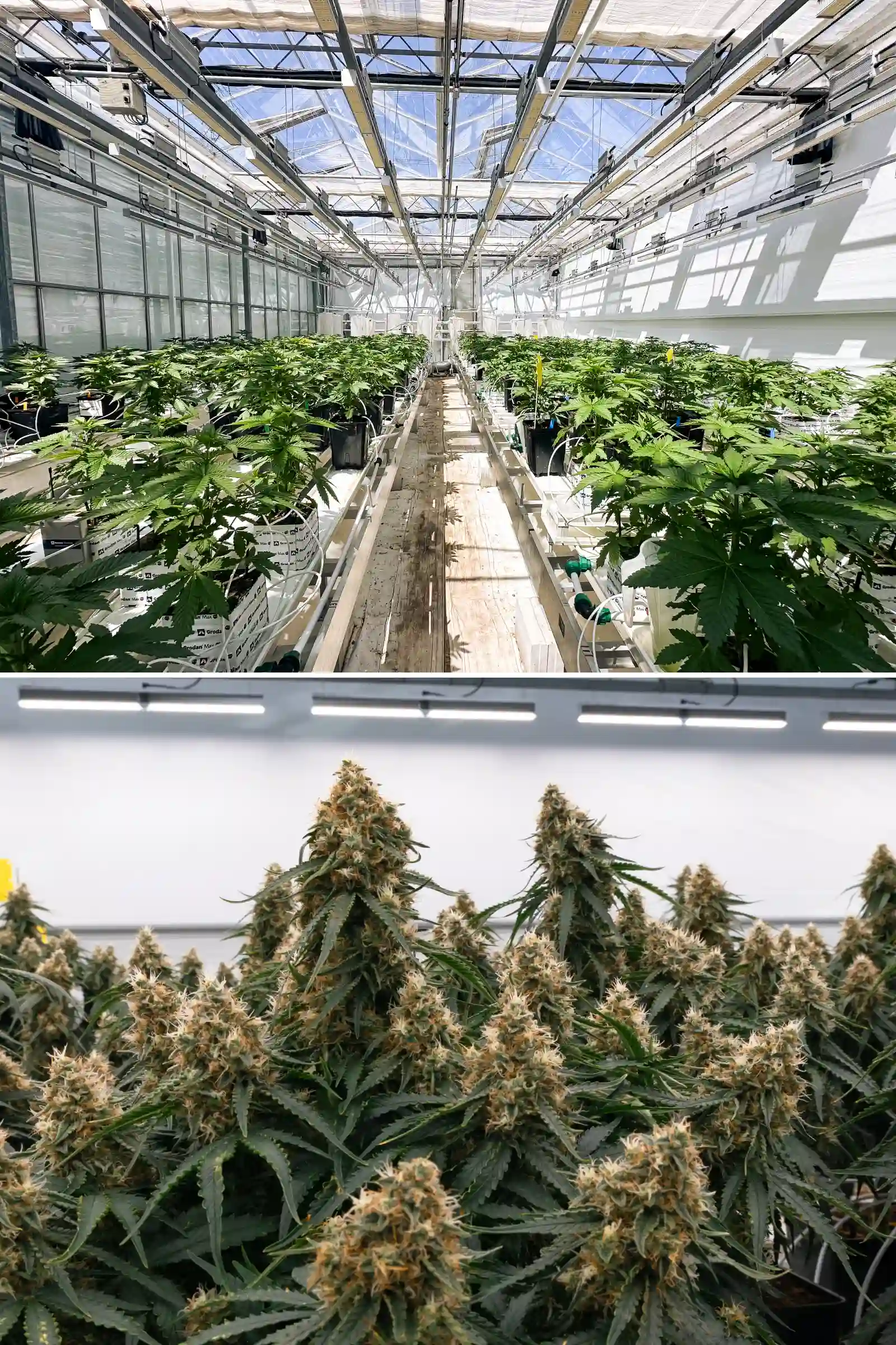 File di piante di cannabis fotoperiodiche ibride F1 che crescono all’interno della serra Cultivation for Compounds, con blocchi di lana di roccia, linee di irrigazione, banchi di prova e un ambiente di ricerca di breeding controllato.