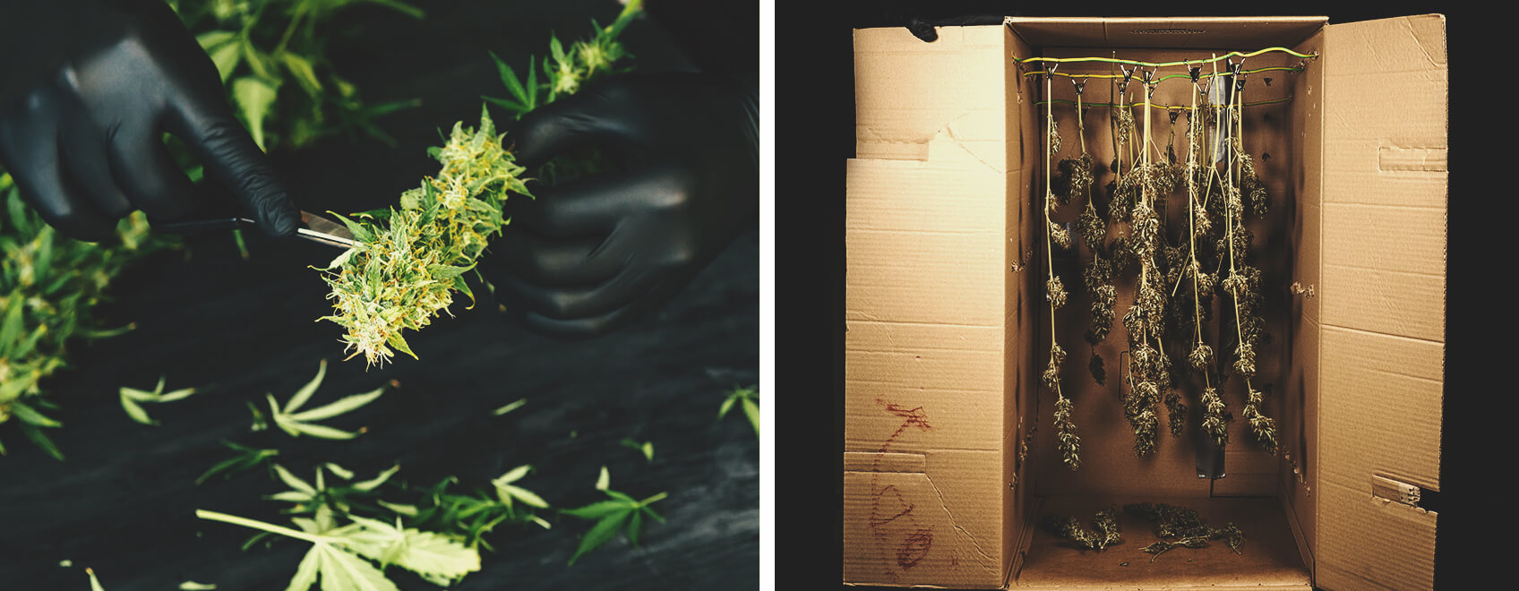 Allarme Per Gli Stoner: Fumare Cannabis Ammuffita Allarme Per Gli Stoner: Fumare Cannabis Ammuffita