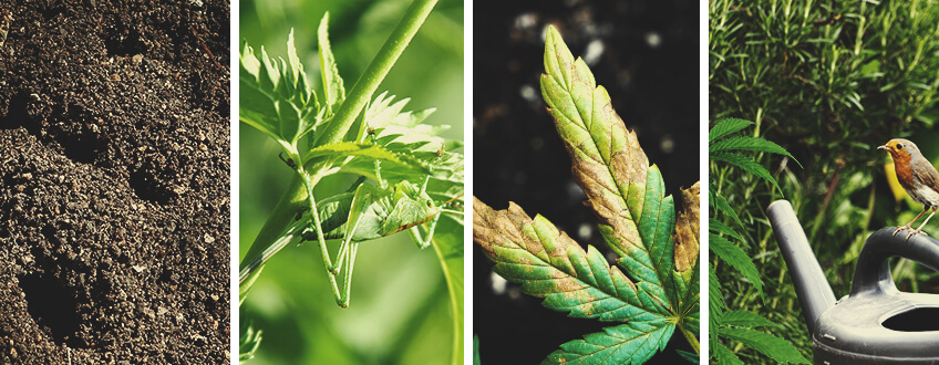 Che Aspetto Hanno i Danni della Cannabis da Parte delle Cavallette?