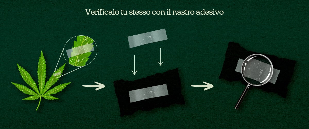 Verificalo tu stesso con il nastro adesivo Un'illustrazione del processo di prelievo DIY con nastro adesivo su foglie di cannabis per confermare parassiti o muffa.