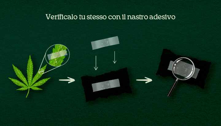 Verificalo tu stesso con il nastro adesivo Un'illustrazione del processo di prelievo DIY con nastro adesivo su foglie di cannabis per confermare parassiti o muffa.