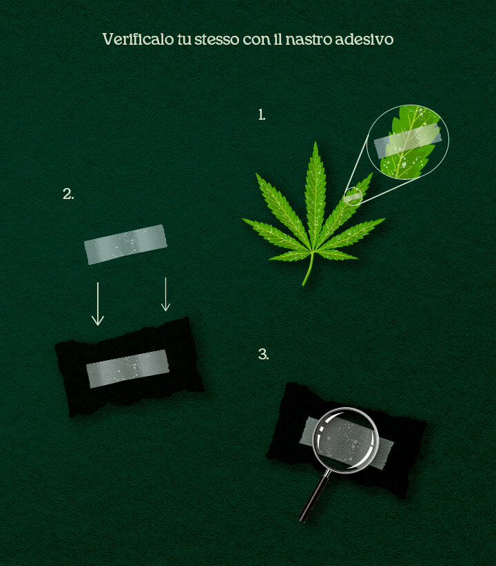 Un'illustrazione del processo di prelievo DIY con nastro adesivo su foglie di cannabis per confermare parassiti o muffa.
