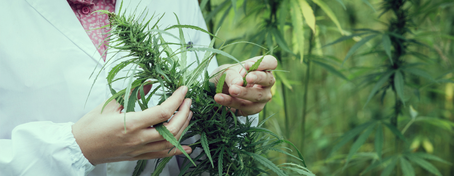 marijuana medica cannabis ceppo trattamento del disturbo bipolare