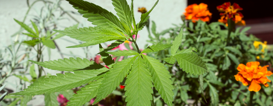 Legalizzazione regolazione della cannabis La Germania donmstic crescere