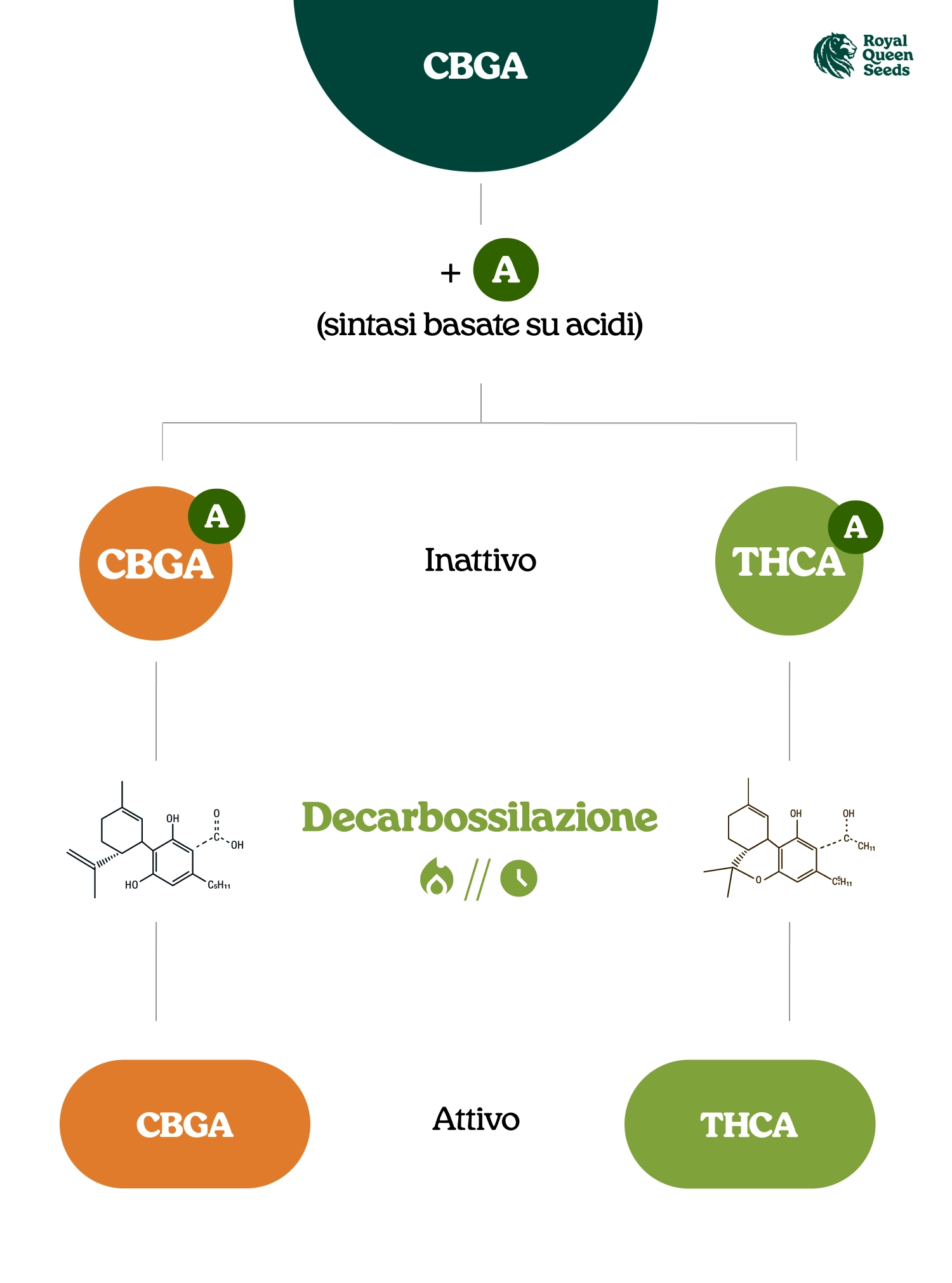 Cosa Sono gli Acidi Cannabinoidici? Cosa Sono gli Acidi Cannabinoidici?