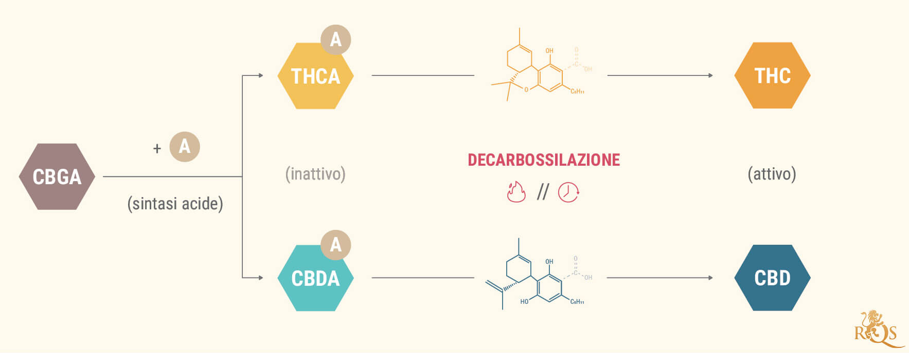 Cosa Sono gli Acidi Cannabinoidici?