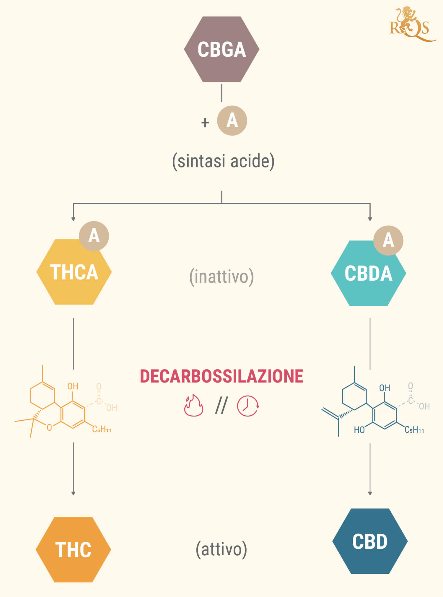 Cosa Sono gli Acidi Cannabinoidici?