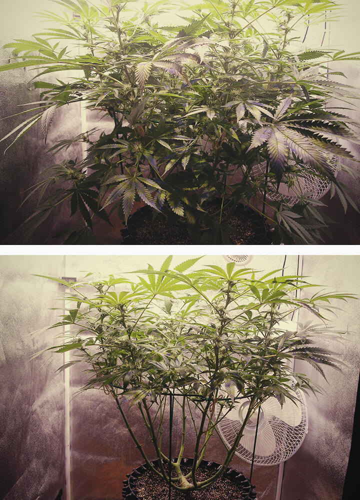 Defogliazione in fase di fioritura della pianta di cannabis