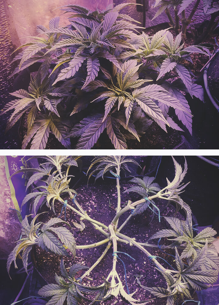 Defogliazione nella fase vegetativa della pianta di cannabis