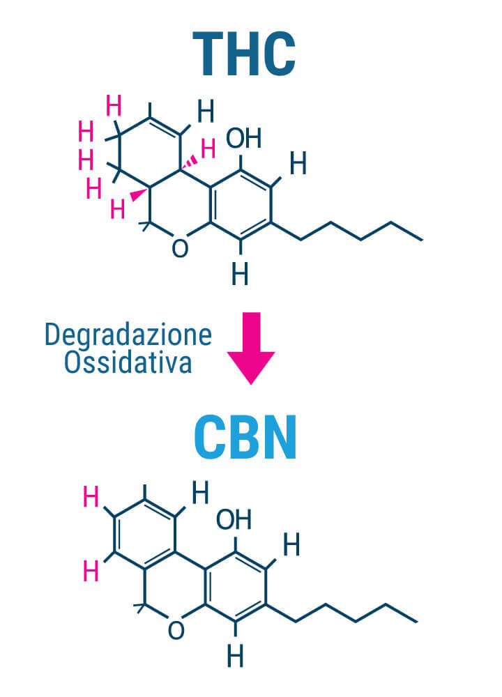 Gli Effetti Sedativi del CBN Sono Reali?