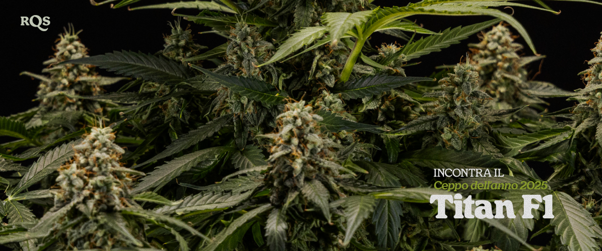 Titan F1 – Strain of the Year 2025 | Ibrido di cannabis ad alta resa di RQS Pianta di cannabis Titan F1 con cime dense ricoperte di resina, varietà ibrida premiata Strain of the Year 2025 da RQS