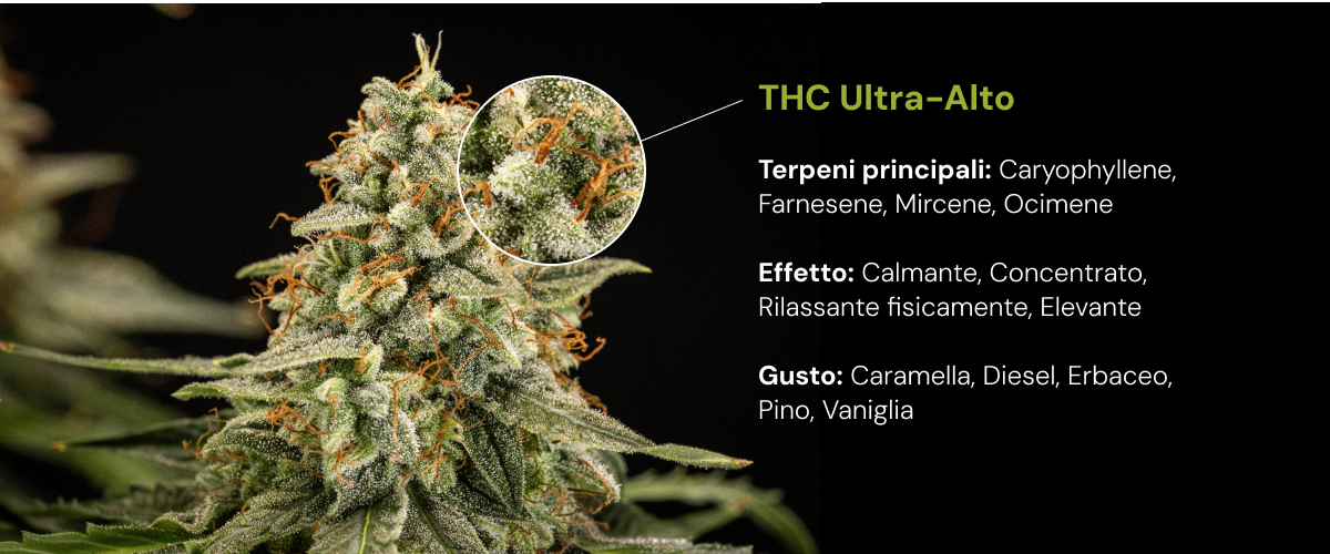 Varietà di cannabis a THC ultra alto | Terpeni, effetti e sapore Scopri una varietà di cannabis a THC ultra alto con terpeni principali come cariofillene, farnesene, mircene e ocimene, con effetti rilassanti e stimolanti.