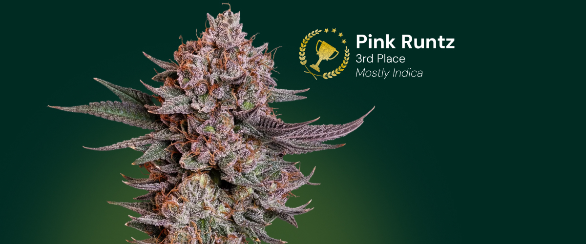 Fiore di cannabis Pink Runtz, vincitore del 3º posto, prevalentemente indica