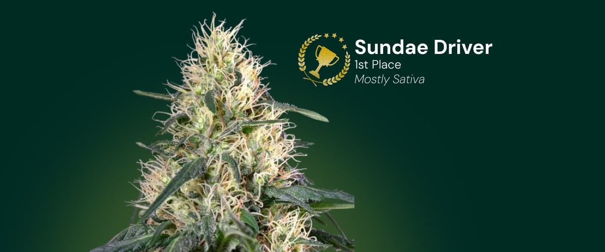 Fiore di cannabis Sundae Driver, vincitore del 1º posto, prevalentemente sativa