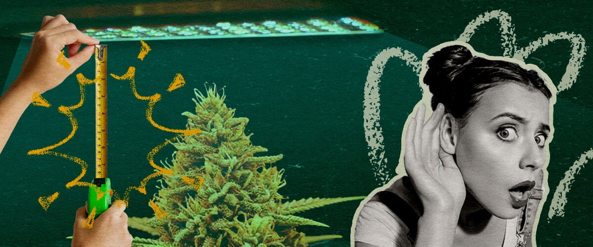 Distanza della Luce LED per Fase: Immagine Configurazione Luce Pianta di cannabis con luce LED di coltivazione e metro, mostrando la distanza ottimale della luce per fase di crescita su sfondo verde scuro, ideale per guide di coltivazione di cannabis.