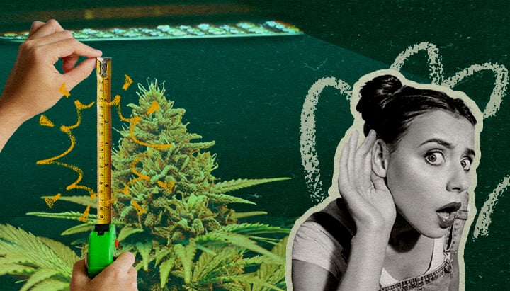 Distanza della Luce LED per Fase: Immagine Configurazione Luce Pianta di cannabis con luce LED di coltivazione e metro, mostrando la distanza ottimale della luce per fase di crescita su sfondo verde scuro, ideale per guide di coltivazione di cannabis.